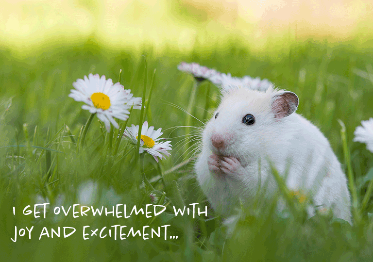 Hamster In Awe E-Card